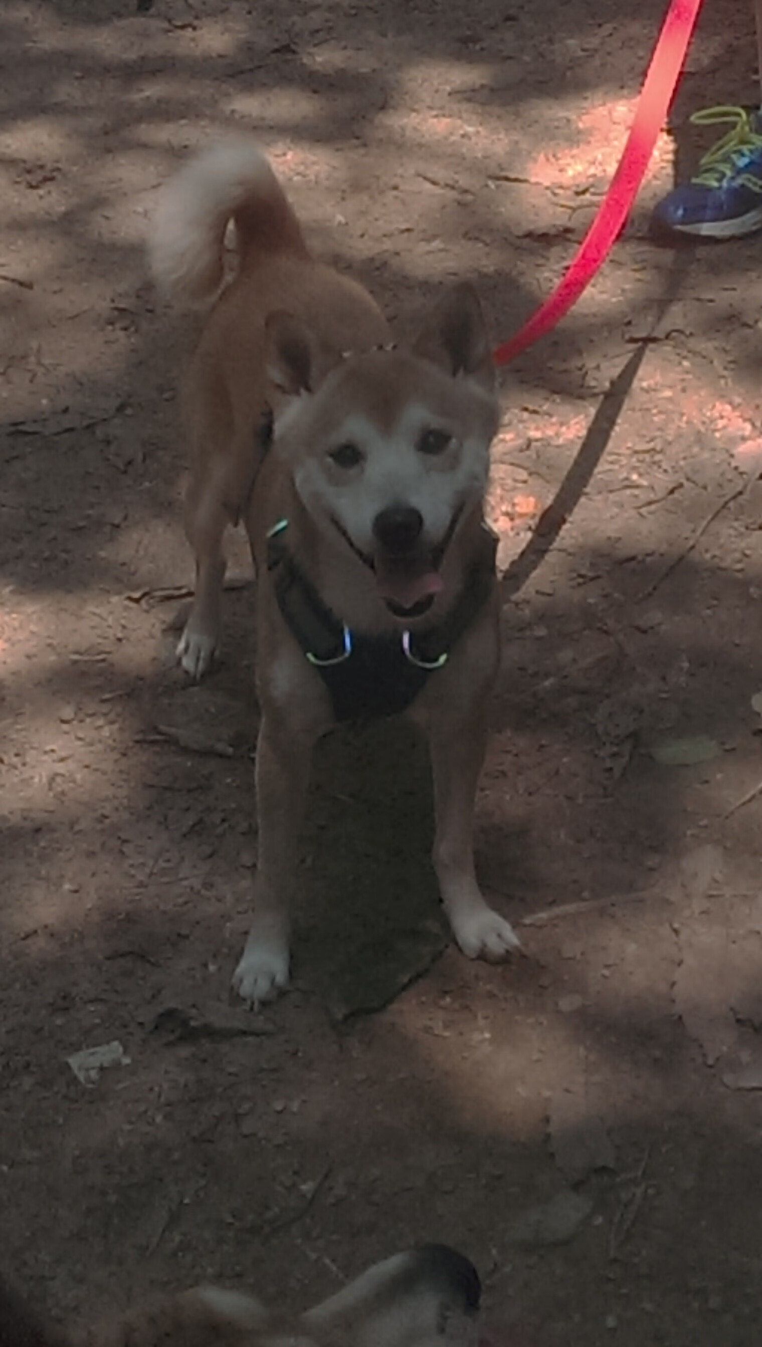 全球社交媒体热议:塞内加尔足球将非洲节奏带入雪世界,塞内加尔非洲杯大名单