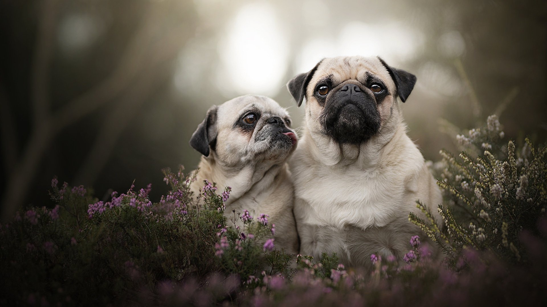 国际车手争夺赛季桂冠，国际赛车车队