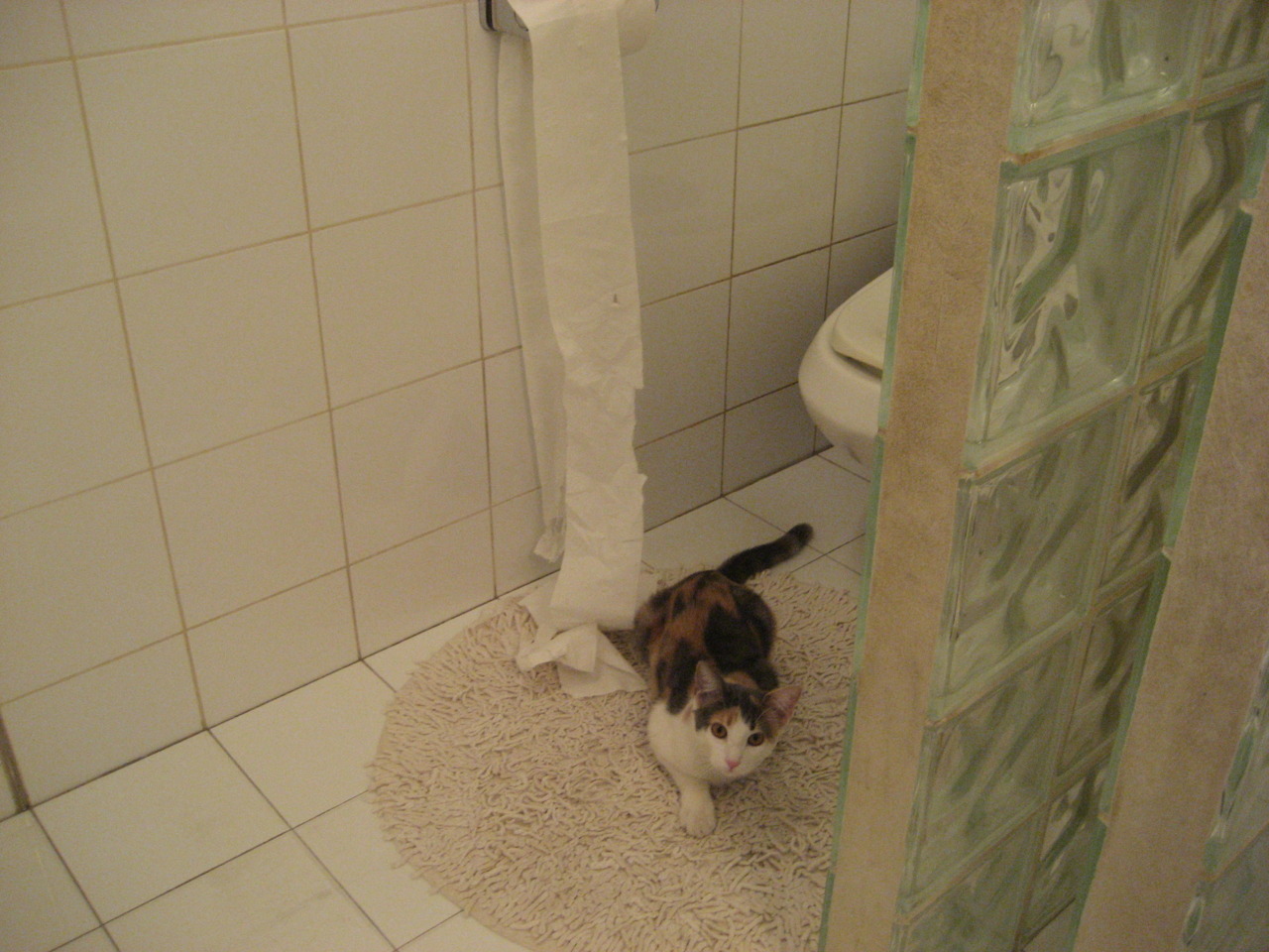 心跳加速的极限飞车体验，速度带来无限刺激，极限飞车下载安装